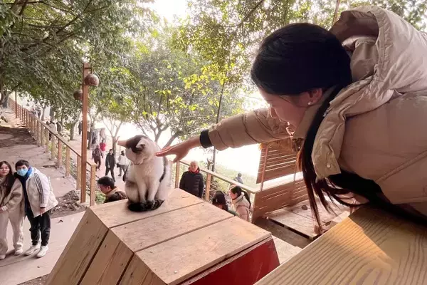 「＜写真特集＞重慶に誕生した猫の楽園、保護猫が主役のテーマパーク　　」の画像