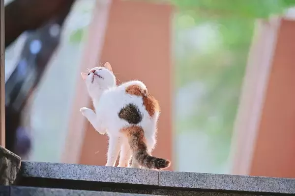 「＜写真特集＞重慶に誕生した猫の楽園、保護猫が主役のテーマパーク　　」の画像