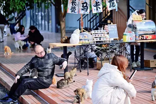 「＜写真特集＞重慶に誕生した猫の楽園、保護猫が主役のテーマパーク　　」の画像