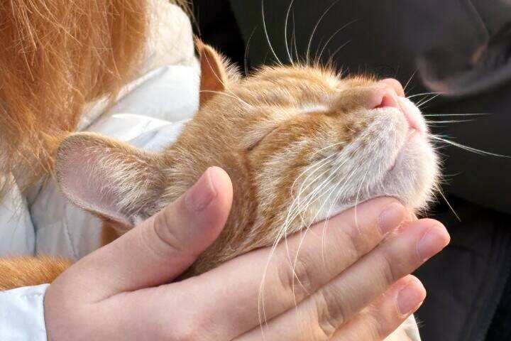 ＜写真特集＞重慶に誕生した猫の楽園、保護猫が主役のテーマパーク　　