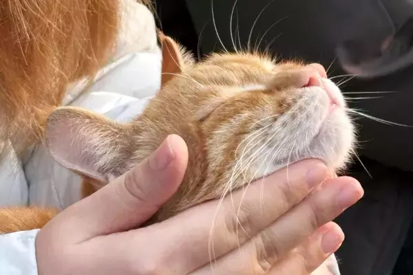 「＜写真特集＞重慶に誕生した猫の楽園、保護猫が主役のテーマパーク　　」の画像