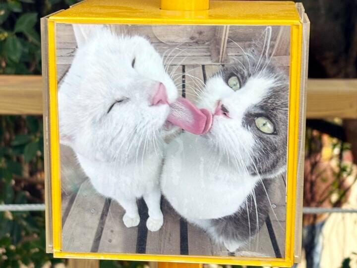 ＜写真特集＞重慶に誕生した猫の楽園、保護猫が主役のテーマパーク　　