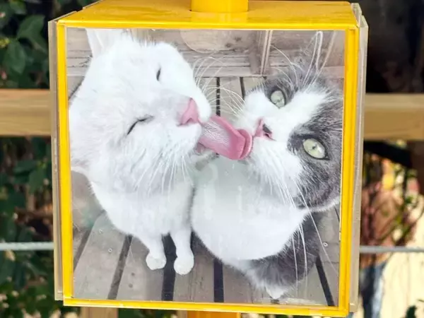 「＜写真特集＞重慶に誕生した猫の楽園、保護猫が主役のテーマパーク　　」の画像