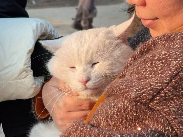 ＜写真特集＞重慶に誕生した猫の楽園、保護猫が主役のテーマパーク　　