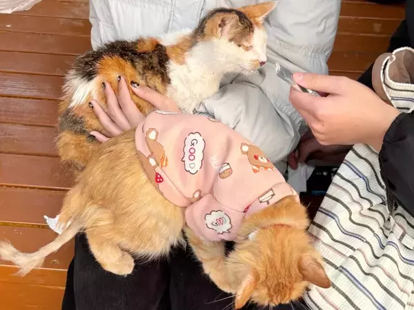 「＜写真特集＞重慶に誕生した猫の楽園、保護猫が主役のテーマパーク　　」の画像