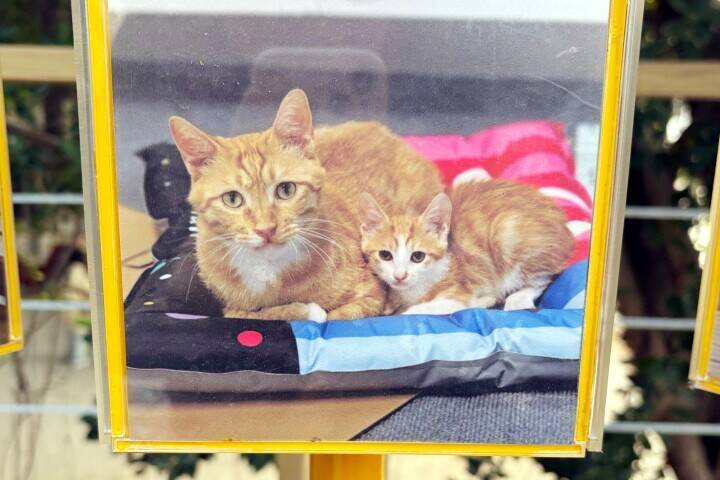 ＜写真特集＞重慶に誕生した猫の楽園、保護猫が主役のテーマパーク　　