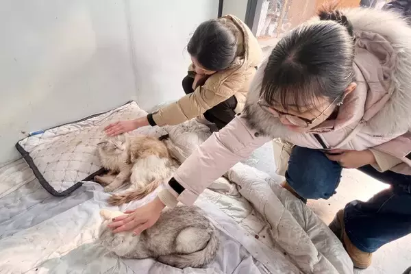 「＜写真特集＞重慶に誕生した猫の楽園、保護猫が主役のテーマパーク　　」の画像