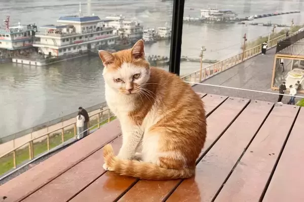 「＜写真特集＞重慶に誕生した猫の楽園、保護猫が主役のテーマパーク　　」の画像