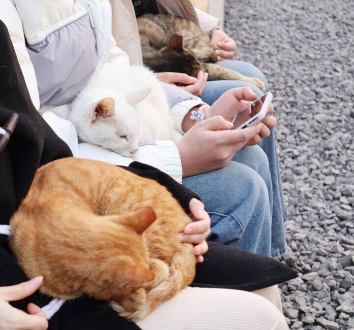 ＜写真特集＞重慶に誕生した猫の楽園、保護猫が主役のテーマパーク　　