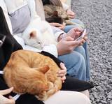 「＜写真特集＞重慶に誕生した猫の楽園、保護猫が主役のテーマパーク　　」の画像5