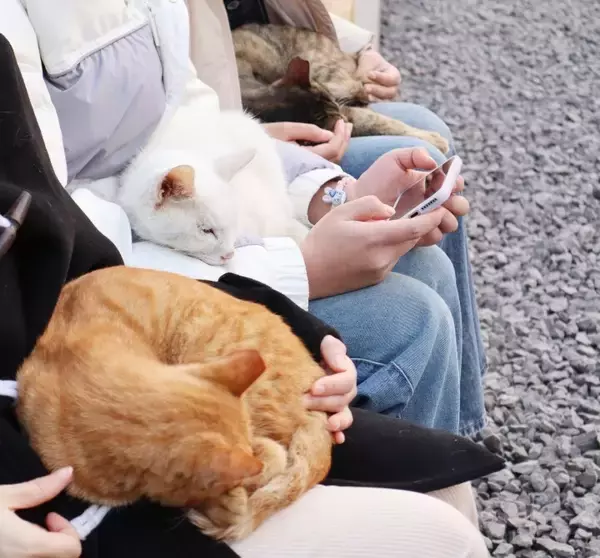 「＜写真特集＞重慶に誕生した猫の楽園、保護猫が主役のテーマパーク　　」の画像