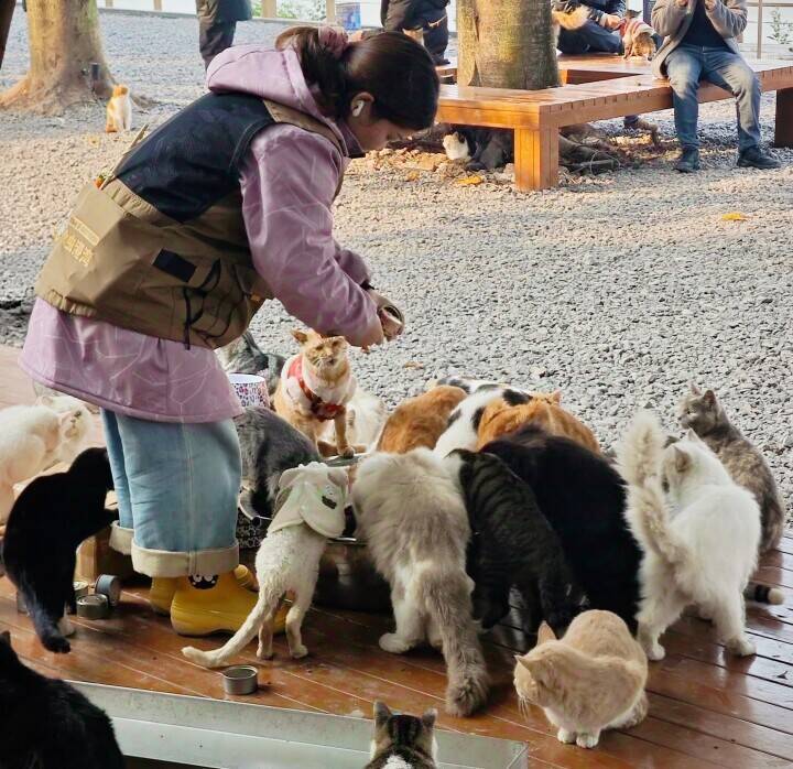 ＜写真特集＞重慶に誕生した猫の楽園、保護猫が主役のテーマパーク　　