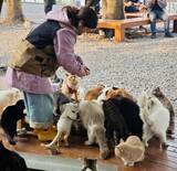 「＜写真特集＞重慶に誕生した猫の楽園、保護猫が主役のテーマパーク　　」の画像7