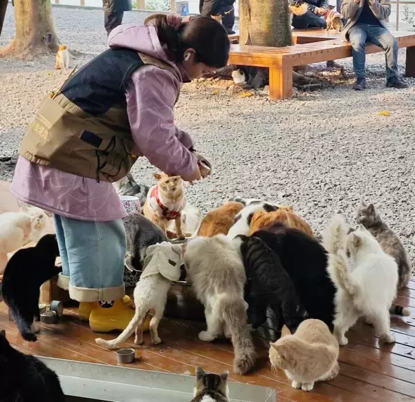 「＜写真特集＞重慶に誕生した猫の楽園、保護猫が主役のテーマパーク　　」の画像