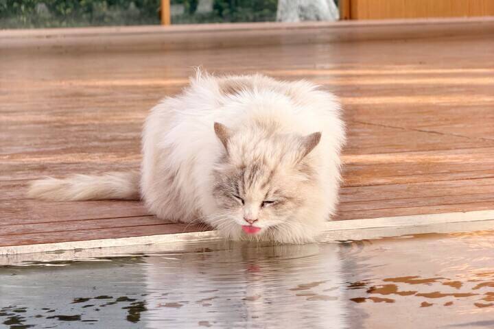＜写真特集＞重慶に誕生した猫の楽園、保護猫が主役のテーマパーク　　