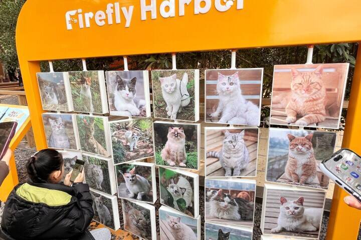 ＜写真特集＞重慶に誕生した猫の楽園、保護猫が主役のテーマパーク　　