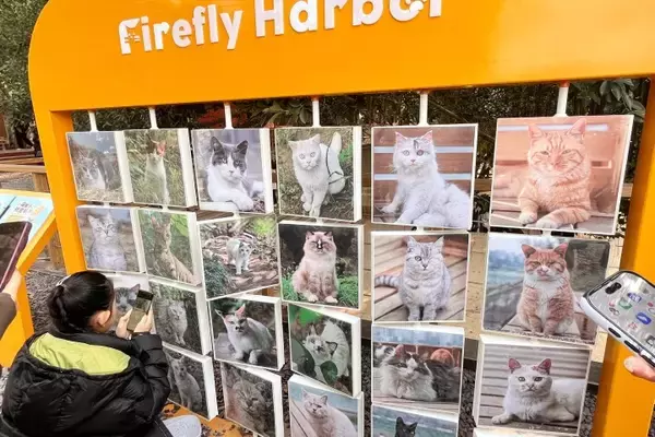 「＜写真特集＞重慶に誕生した猫の楽園、保護猫が主役のテーマパーク　　」の画像