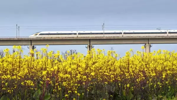「花畑の間を列車が走る、各地で「春限定」の絶景―中国」の画像