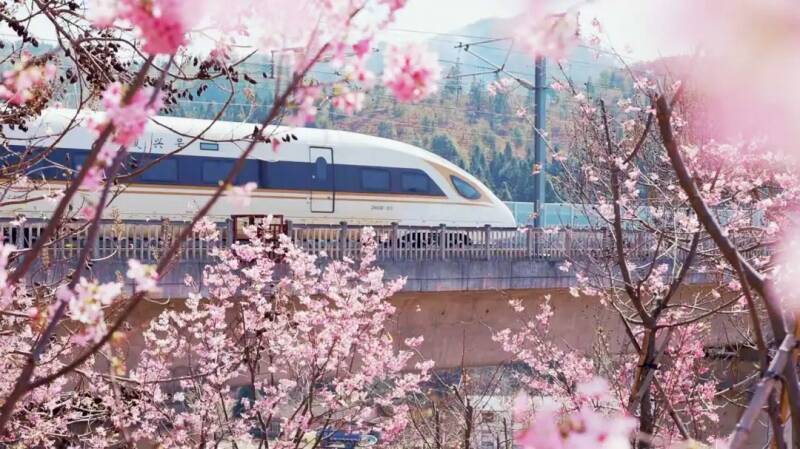 花畑の間を列車が走る、各地で「春限定」の絶景―中国