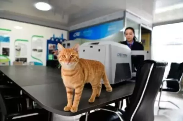 メーデー連休控え、「高速鉄道快運」がペット連れ旅行をサポート―中国