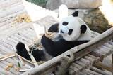「パンダの「辰星」と「暁月」がマレーシアで一般公開」の画像1