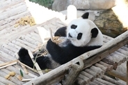パンダの「辰星」と「暁月」がマレーシアで一般公開