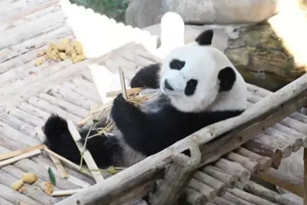 パンダの「辰星」と「暁月」がマレーシアで一般公開