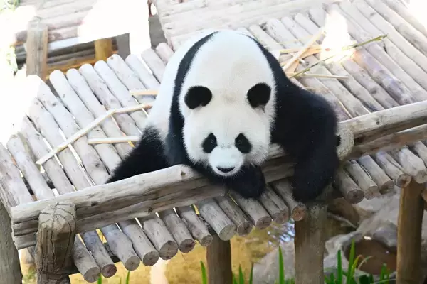 「パンダの「辰星」と「暁月」がマレーシアで一般公開」の画像