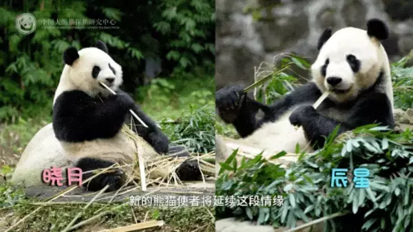 「パンダの「辰星」と「暁月」がマレーシアで一般公開」の画像