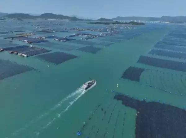 フウセイ稚魚の養殖場への導入がピークに―福建省寧徳市