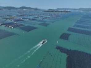 フウセイ稚魚の養殖場への導入がピークに―福建省寧徳市