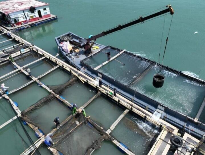 フウセイ稚魚の養殖場への導入がピークに―福建省寧徳市