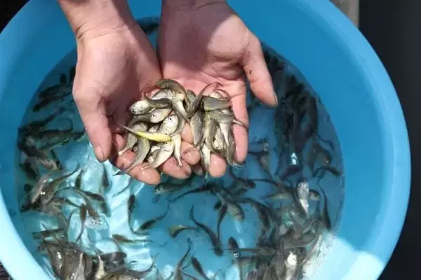 「フウセイ稚魚の養殖場への導入がピークに―福建省寧徳市」の画像