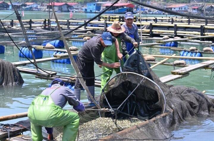 フウセイ稚魚の養殖場への導入がピークに―福建省寧徳市
