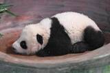 「甘粛省初の人工繁殖による赤ちゃんパンダ、生後100日を迎える―中国」の画像1