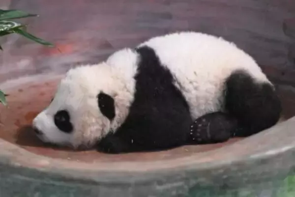 甘粛省初の人工繁殖による赤ちゃんパンダ、生後100日を迎える―中国