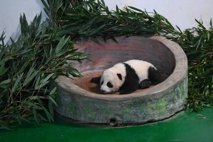 甘粛省初の人工繁殖による赤ちゃんパンダ、生後100日を迎える―中国