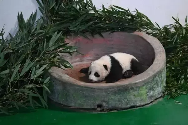 「甘粛省初の人工繁殖による赤ちゃんパンダ、生後100日を迎える―中国」の画像