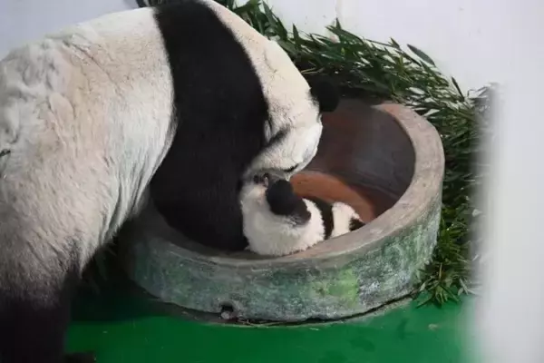 「甘粛省初の人工繁殖による赤ちゃんパンダ、生後100日を迎える―中国」の画像