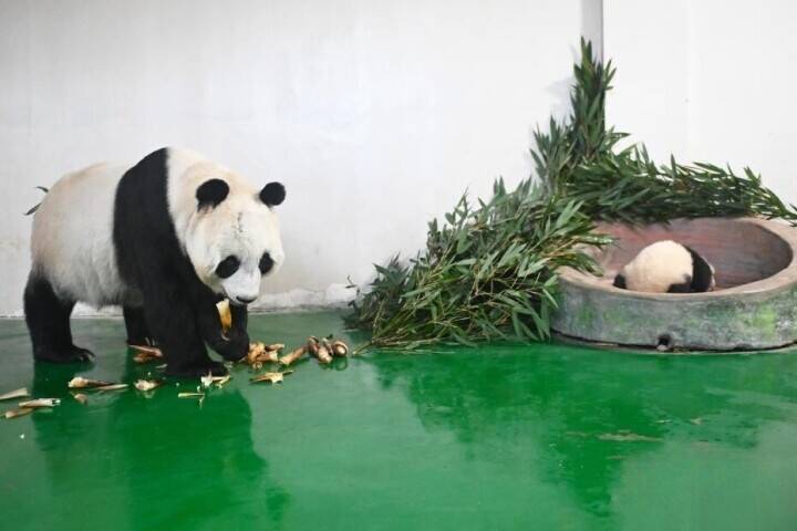 甘粛省初の人工繁殖による赤ちゃんパンダ、生後100日を迎える―中国