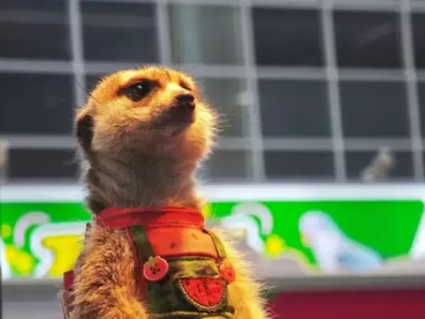 中国でエキゾチックペット人気拡大、飼育モラルや衛生リスクに懸念も―独メディア