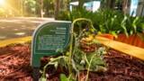 「希少な絶滅危惧種の高山植物が北京での展示開始翌日に枯れる？主催者「撤去してケアする」―中国」の画像2