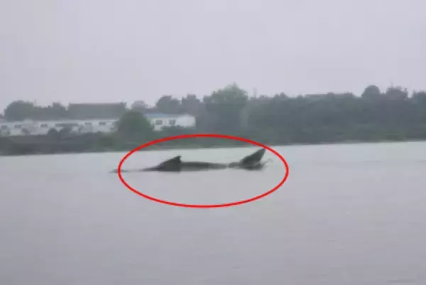 湖に体長3メートルの巨大魚か、地元当局「理論上はあり得る」―中国