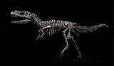 「国家自然博物館でティラノサウルス特別展が開幕―中国」の画像1