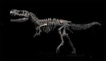 国家自然博物館でティラノサウルス特別展が開幕―中国