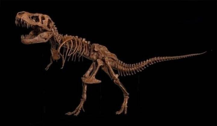 国家自然博物館でティラノサウルス特別展が開幕―中国