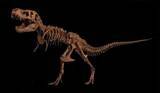 「国家自然博物館でティラノサウルス特別展が開幕―中国」の画像2