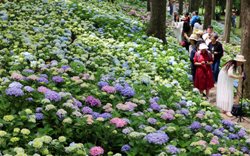 南京の植物園で4000株のアジサイが見頃に、シーズンは6月中旬まで―中国