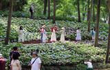 「南京の植物園で4000株のアジサイが見頃に、シーズンは6月中旬まで―中国」の画像2