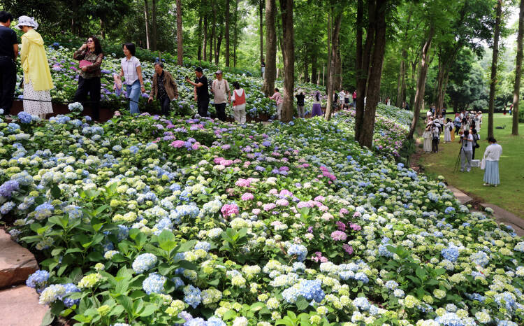 南京の植物園で4000株のアジサイが見頃に、シーズンは6月中旬まで―中国